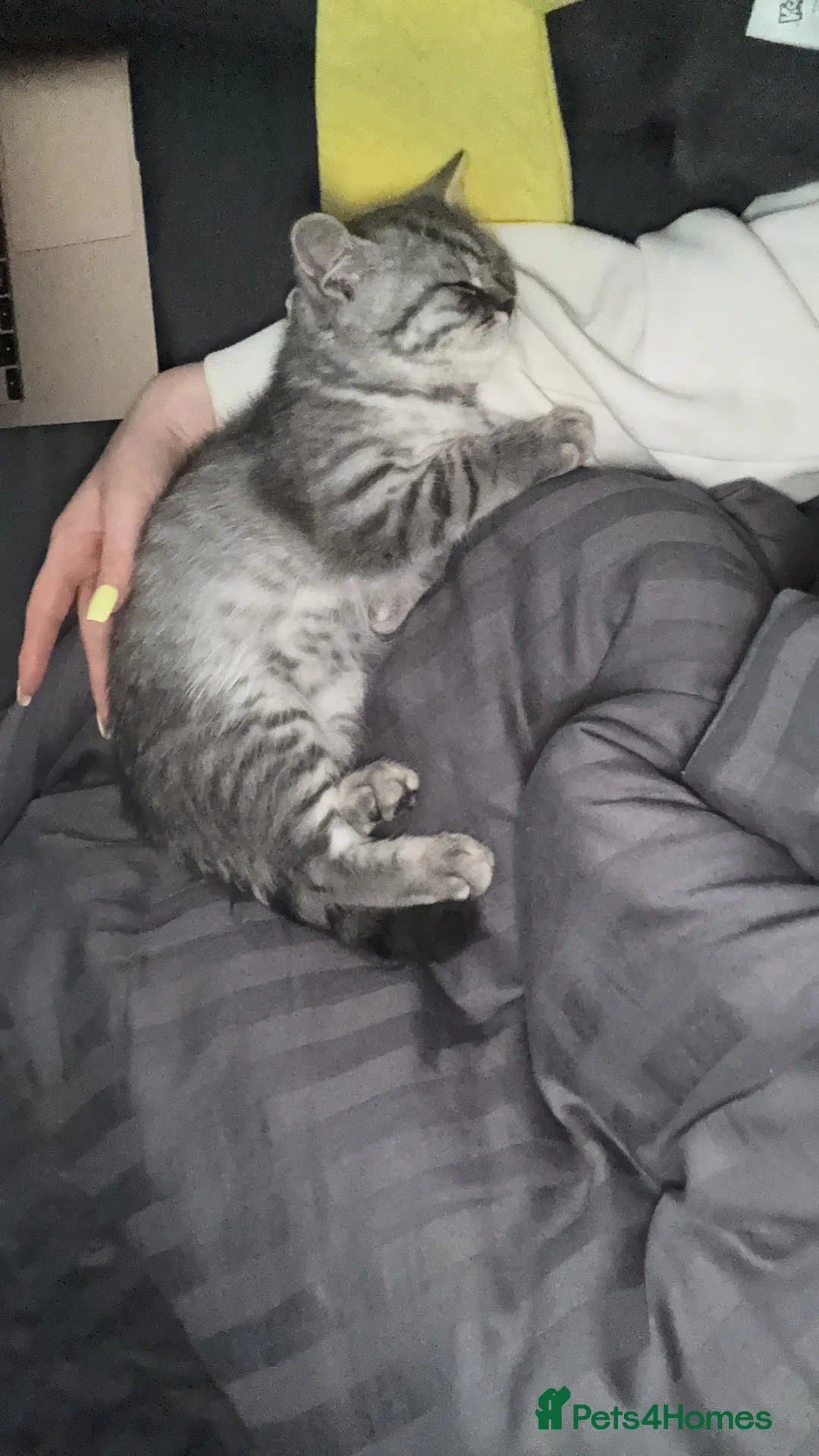 British Shorthair cats for sale: British Shorthair Cat for Sale in Northampton - Advert 7