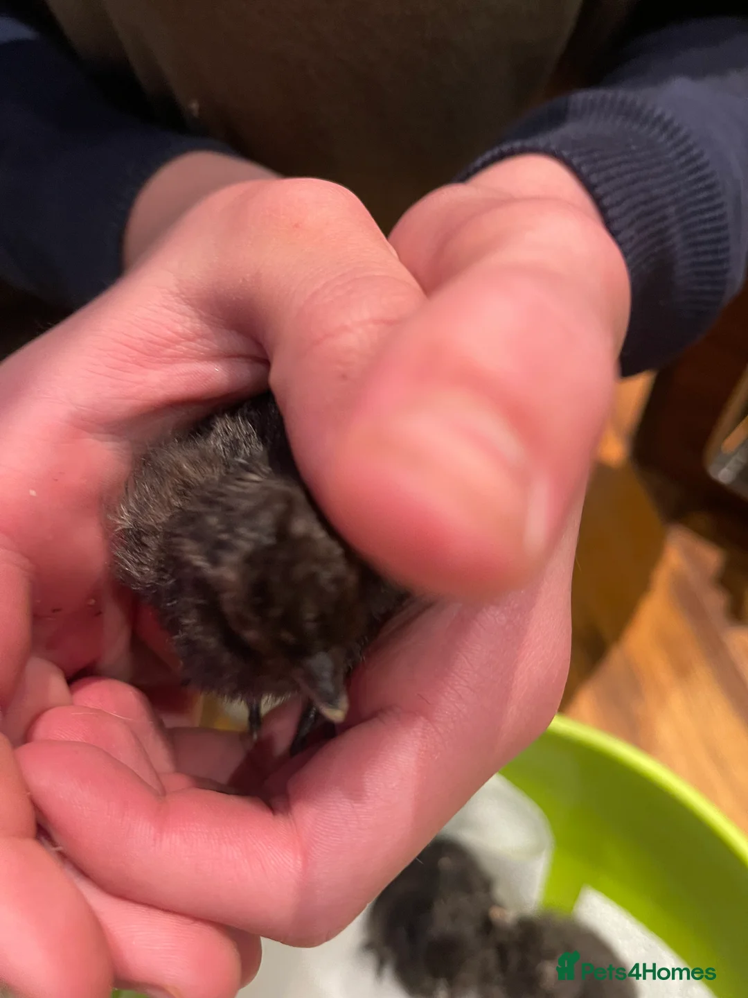 Chickens poultry for sale: 1 and 2 day old silkie chicks available  - Advert 3