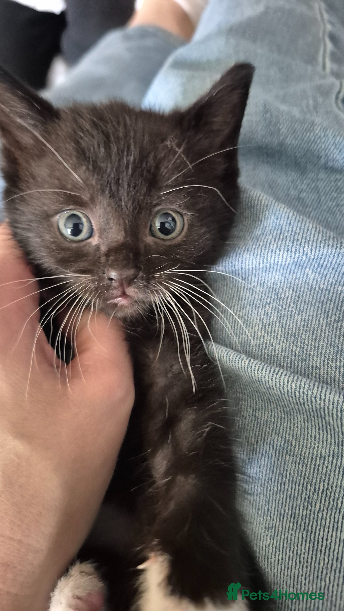 Mixed Breed cats Little black kitten boy - Advert 3