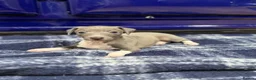 Italian Greyhound dogs for sale: The Most AMAZING colours! - Advert 10