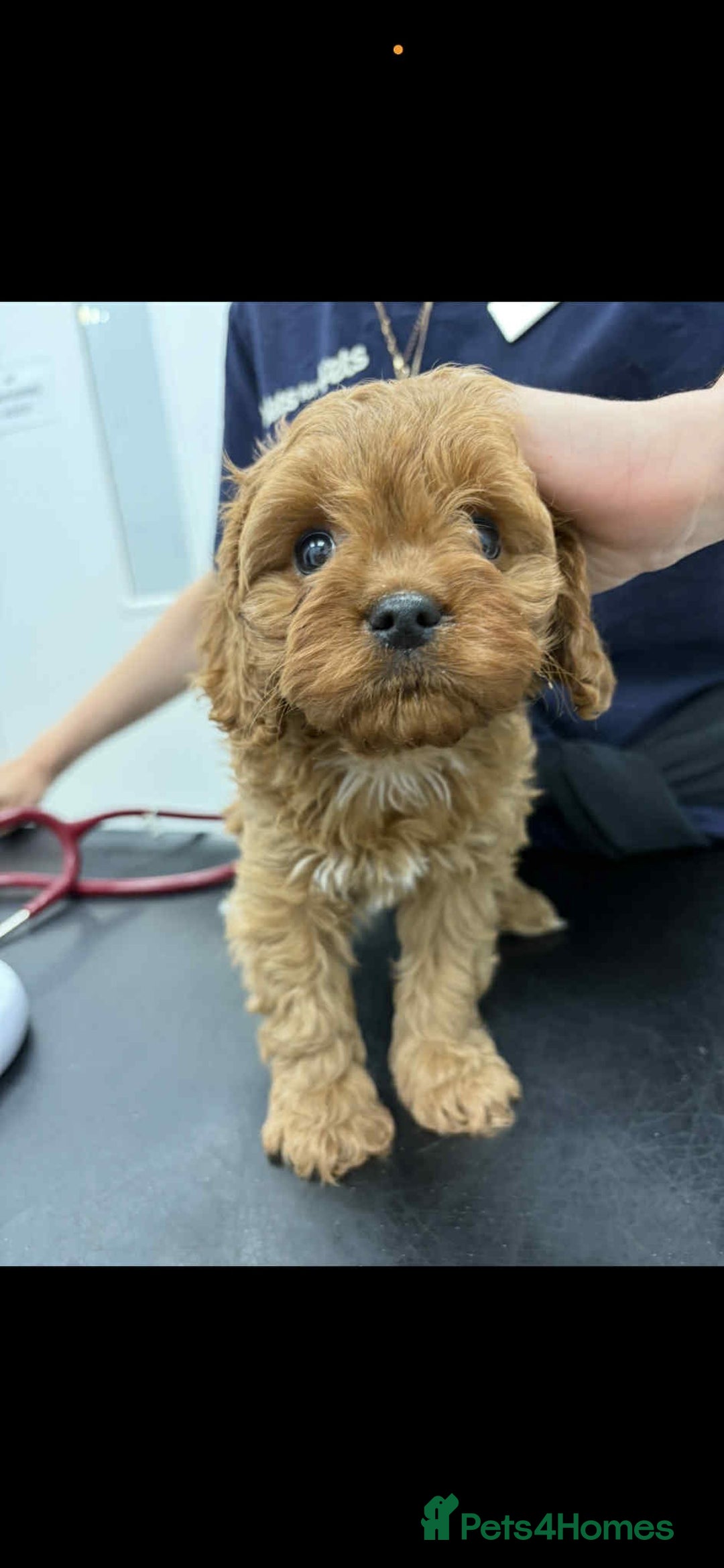 Cavapoo dogs for sale: Ruby &black n tan boys and girls  - Image 24