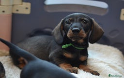 Miniature Dachshund dogs for sale: KC reg miniature wire haired dachshund puppies - Image 6