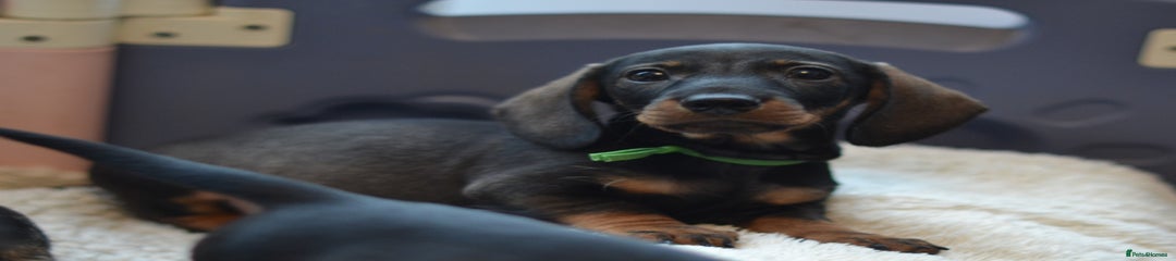 Baby boy green
