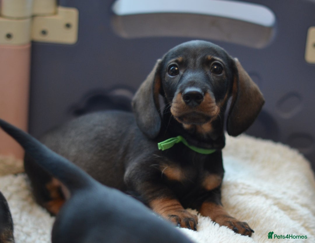 Miniature Dachshund dogs for sale: KC reg miniature wire haired dachshund puppies - Image 6