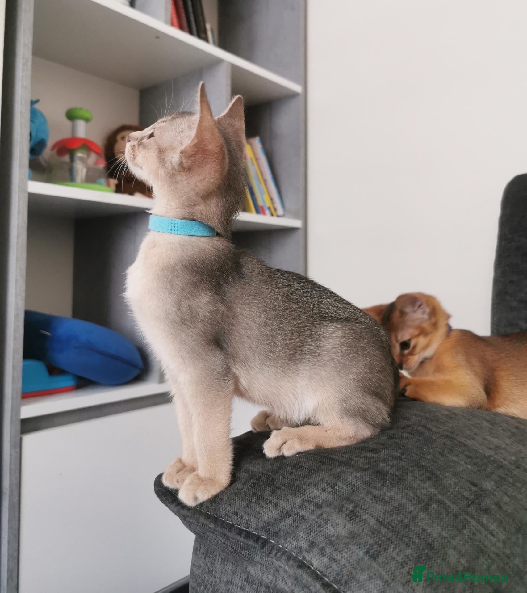 Abyssinian cats Beautiful Abysinian Kittens ready for reservation  - Advert 2
