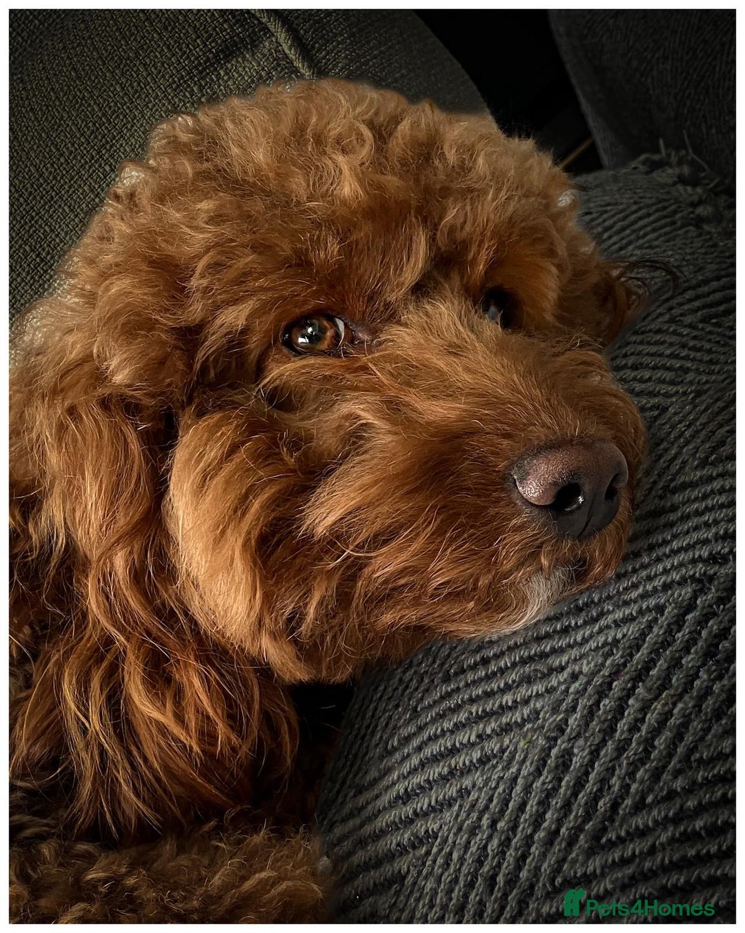 Labradoodle dogs for sale: Adorable Petite Labradoodle puppies incoming! - Advert 6