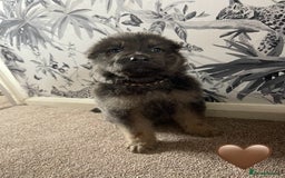 German Shepherd dogs for sale: German shepherd puppies  - Image 25