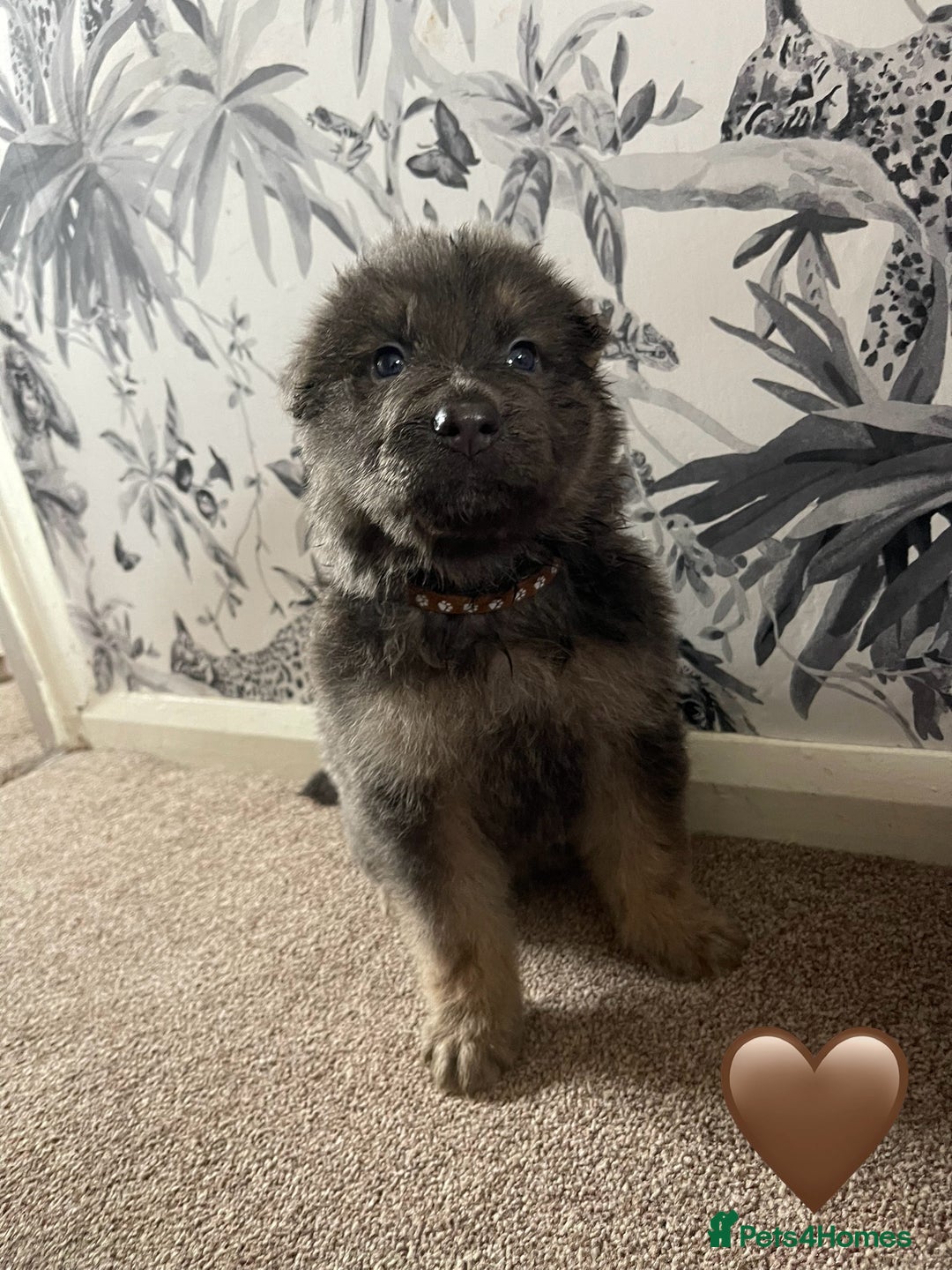 German Shepherd dogs for sale: German shepherd puppies  - Image 25