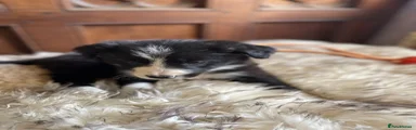 Border Collie Puppy 3