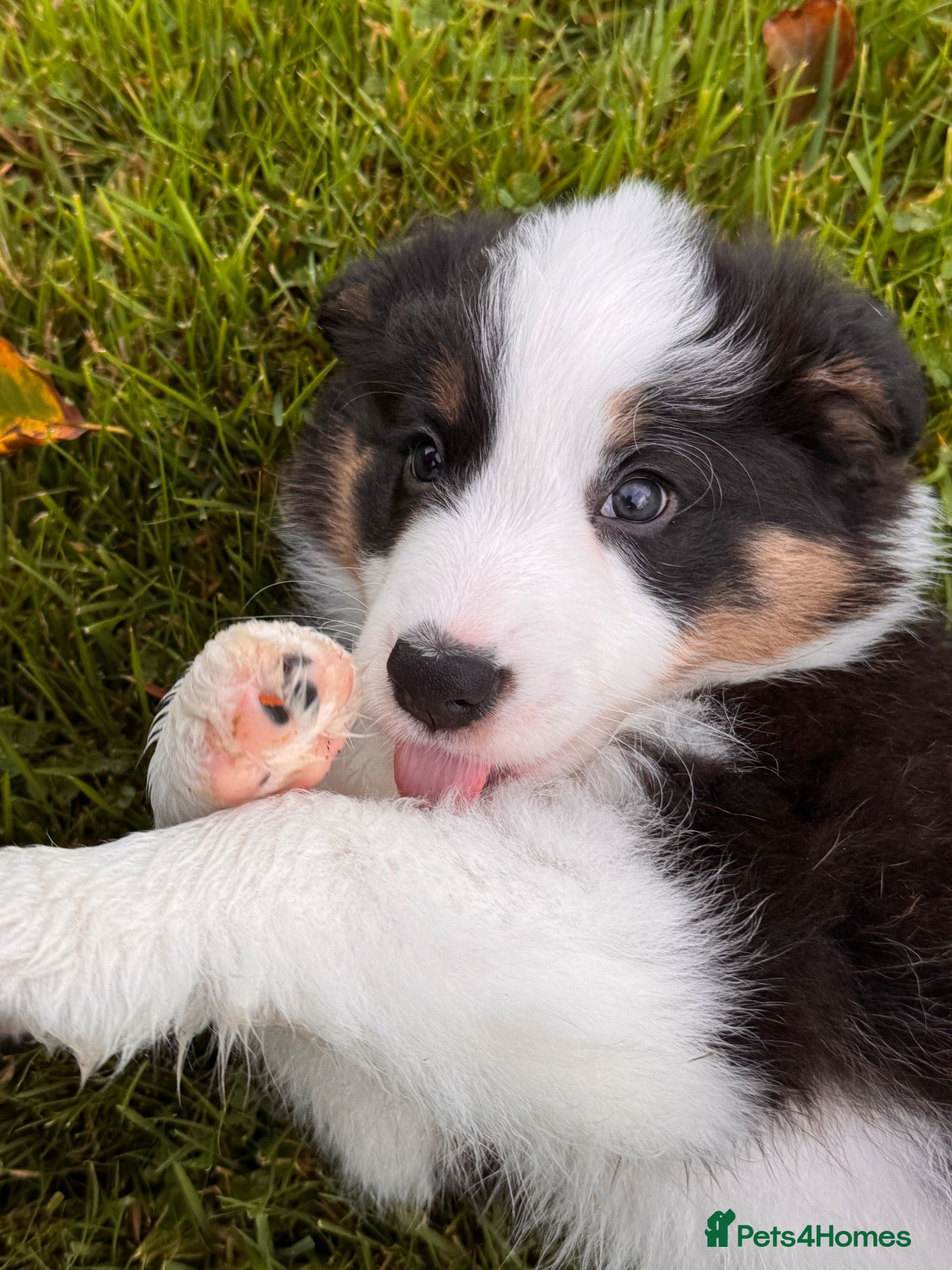 Border Collie dogs Stunning long coated male border collie puppies - Advert 1