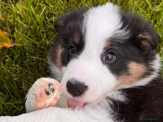 Border Collie dogs Stunning long coated male border collie puppies - Advert 1