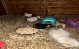 Guinea Pig rodents for sale: Guinee pig boys for sale  - Advert 2