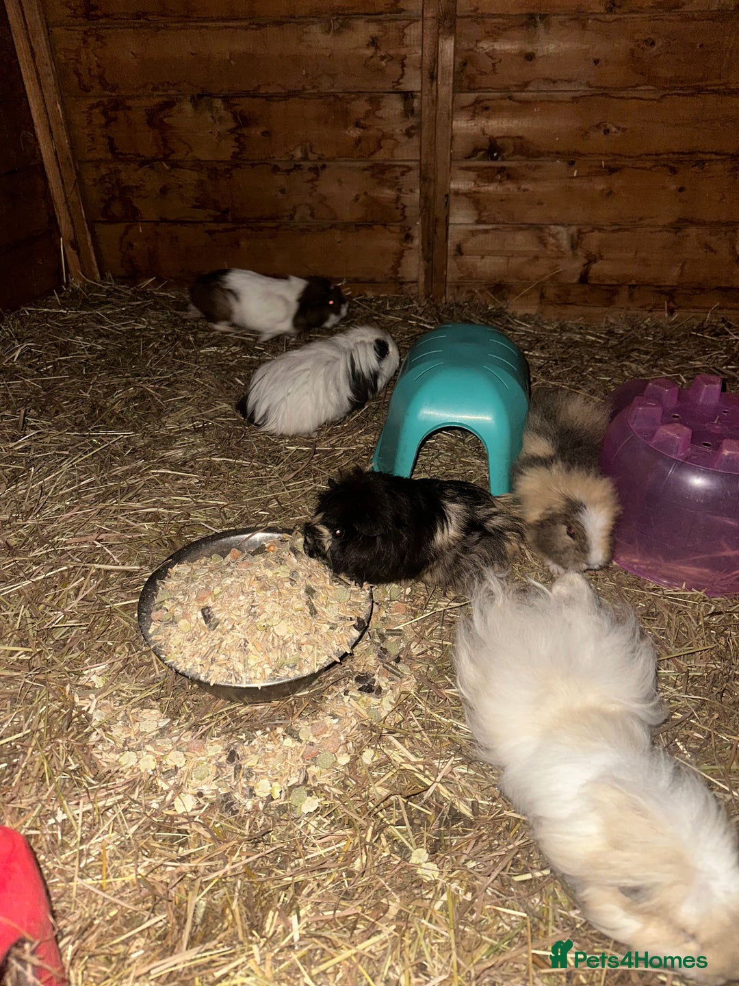 Guinea Pig rodents for sale: Guinee pig boys for sale  - Advert 2