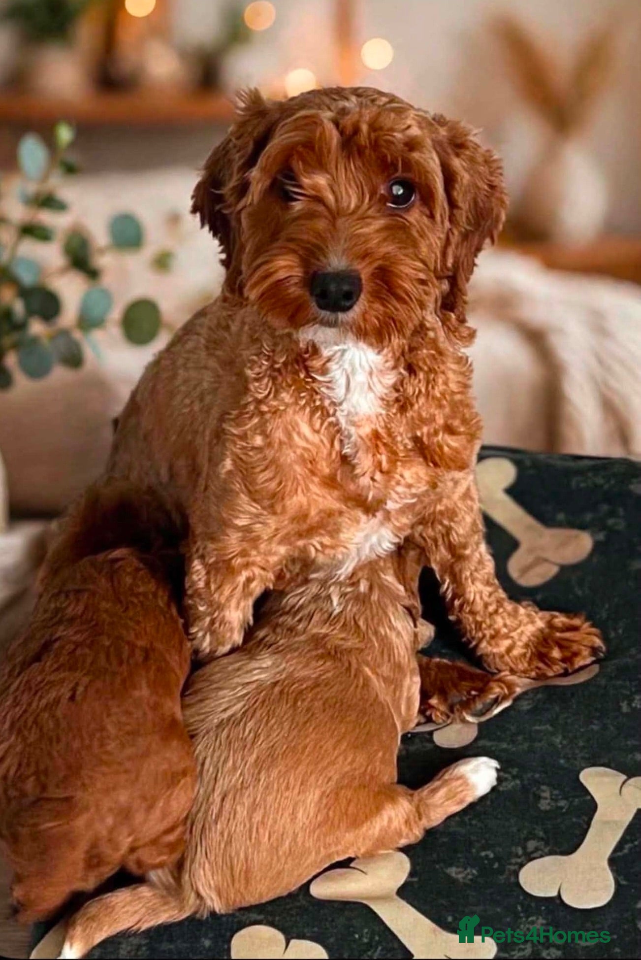 Cavapoo dogs Stunning Cavapoo pupys - Advert 1
