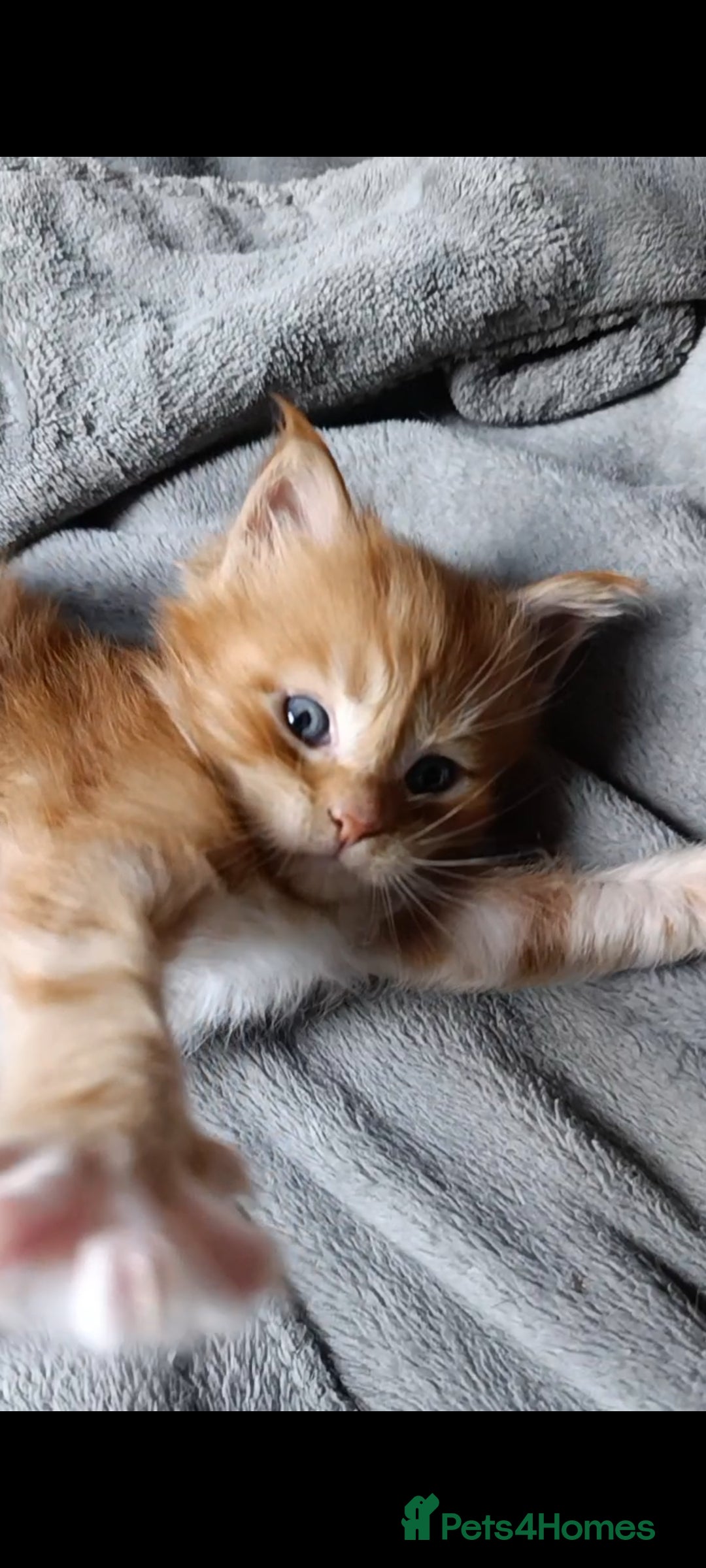 Maine Coon cats for sale: Maine Coon kitten Fire Red Marble Tabby and White - Image 13