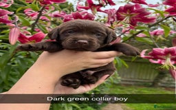 Labrador Retriever dogs for sale: Labrador Retriever Puppies - Image 9