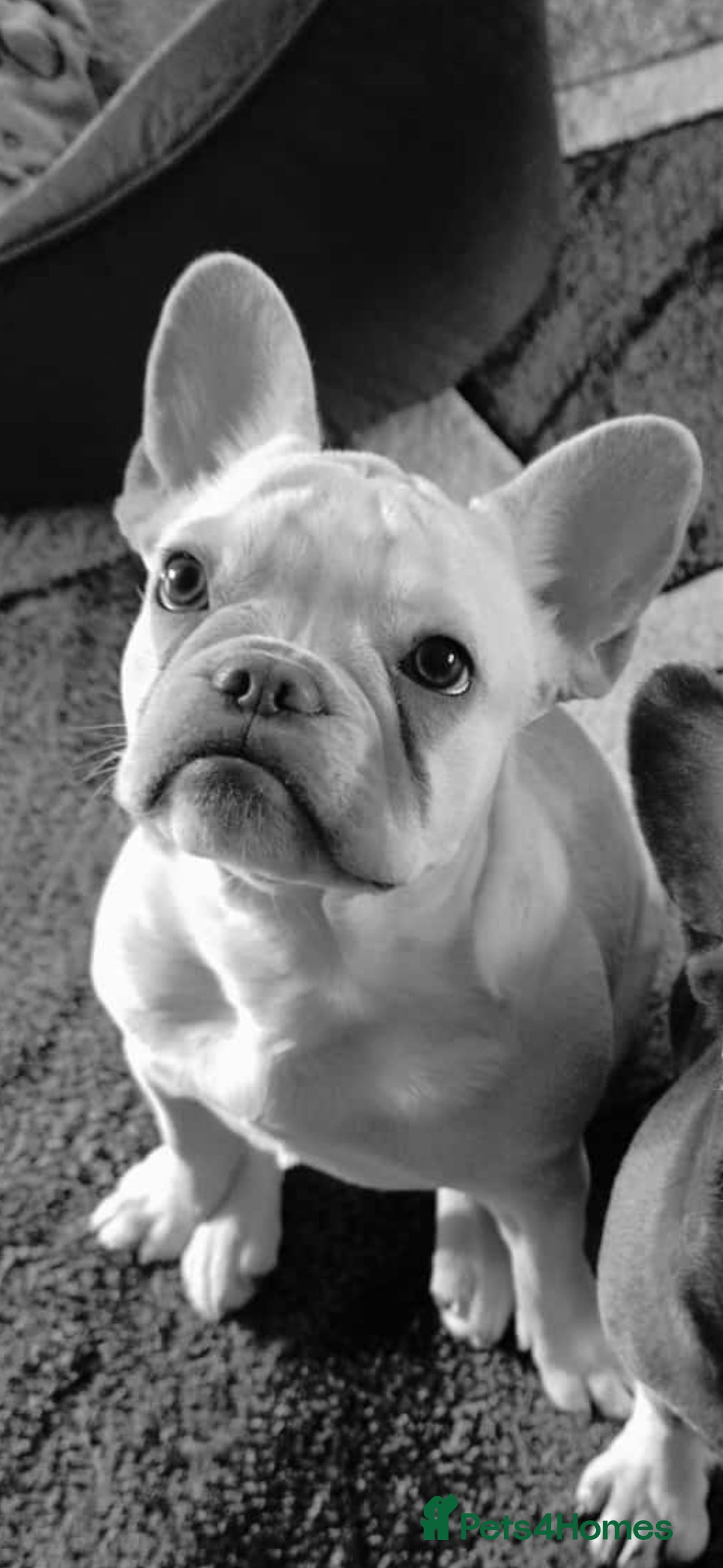 French Bulldog dogs for sale: Female french bulldog (dolly) - Image 2