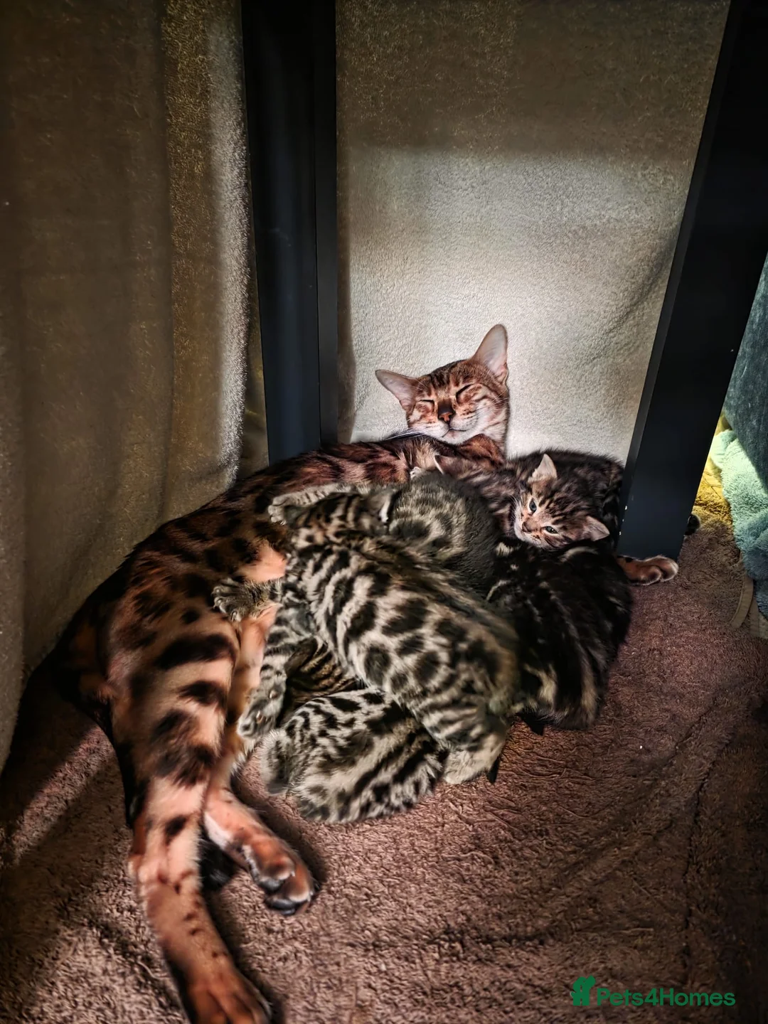 Bengal cats for sale: 6 half bengal kittens in Bognor Regis - Advert 2