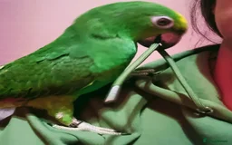 Parrots birds for sale: Amazon parrot for sale  - Image 7