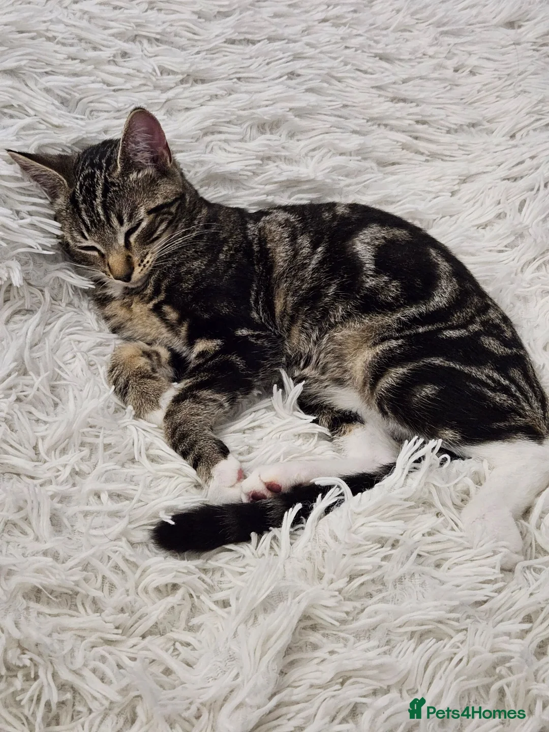 Mixed Breed cats for sale: 4 month old male kitten in need of forever home in Newcastle upon Tyne - Advert 2