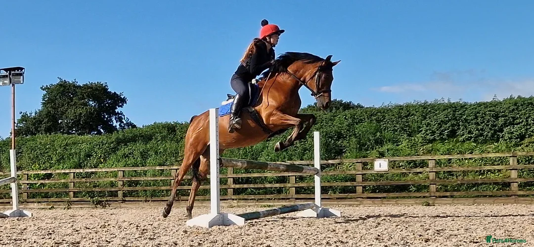 Arabian horse horses for sale: Eyecatching Arabian Gelding - Allrounder in Northallerton - Advert 2