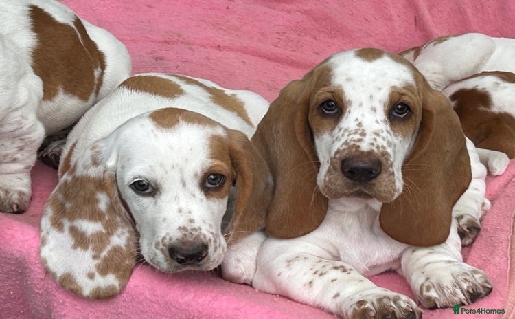 Mixed Breed dogs - Advert 13