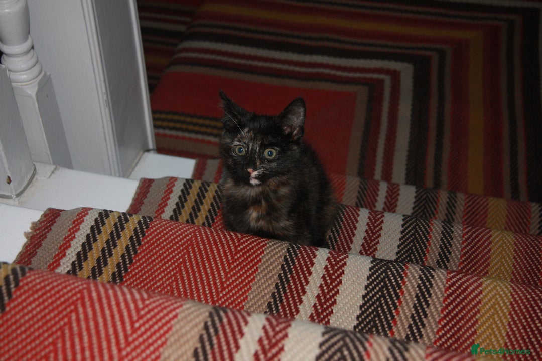 Mixed Breed cats for sale: Little girl ready to go ASAP - Advert 1