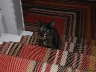 Mixed Breed cats Little girl ready to go ASAP - Advert 6