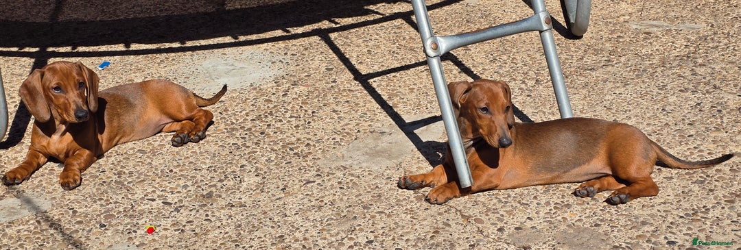 Dachshund dogs for sale: READY OUTSTANDING 2-QUALITY STANDARD RED GIRLS  in Goole - Image 11