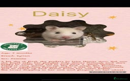 Hamster rodents for sale: Hamster - Image 3