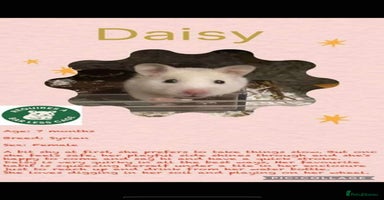 Hamster rodents - Advert 12