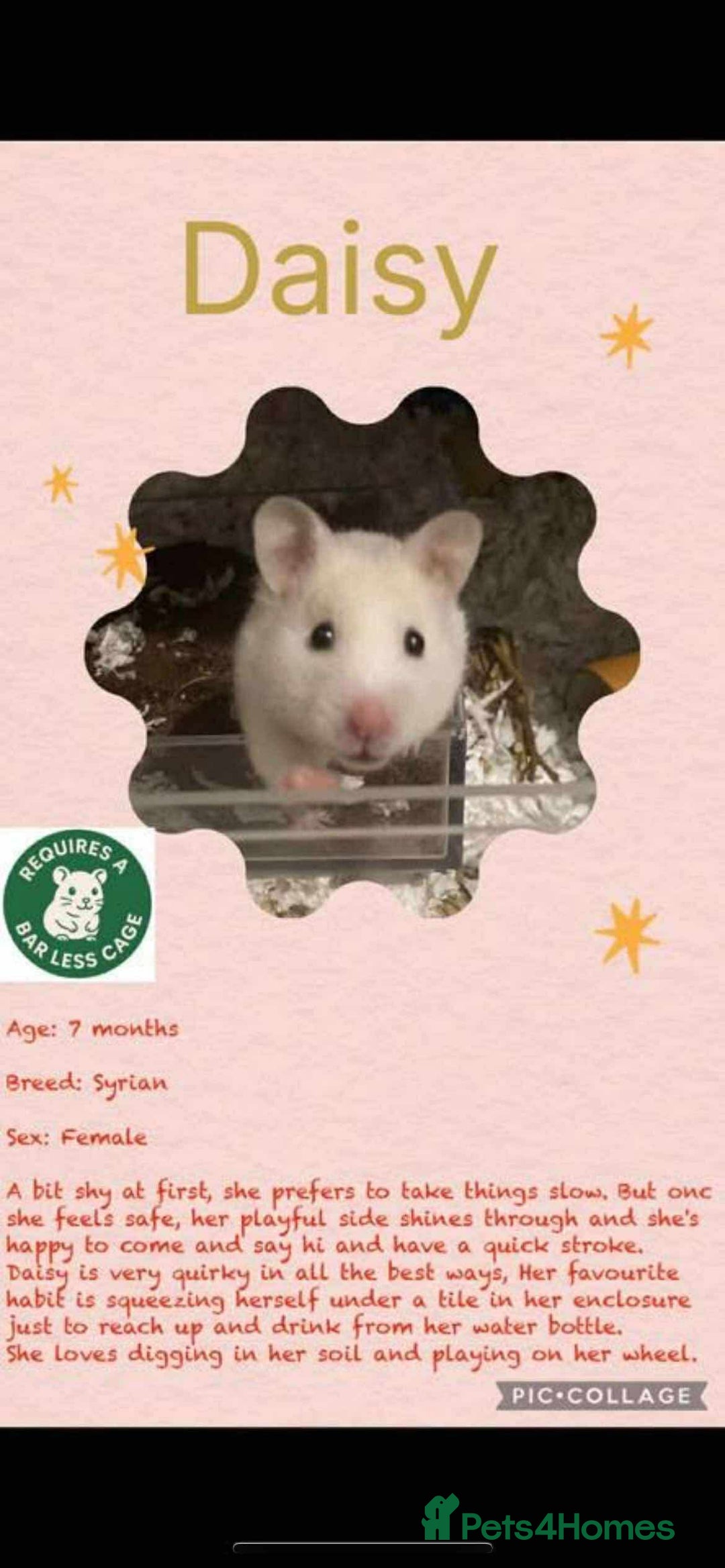 Hamster rodents for sale: Hamster - Image 3