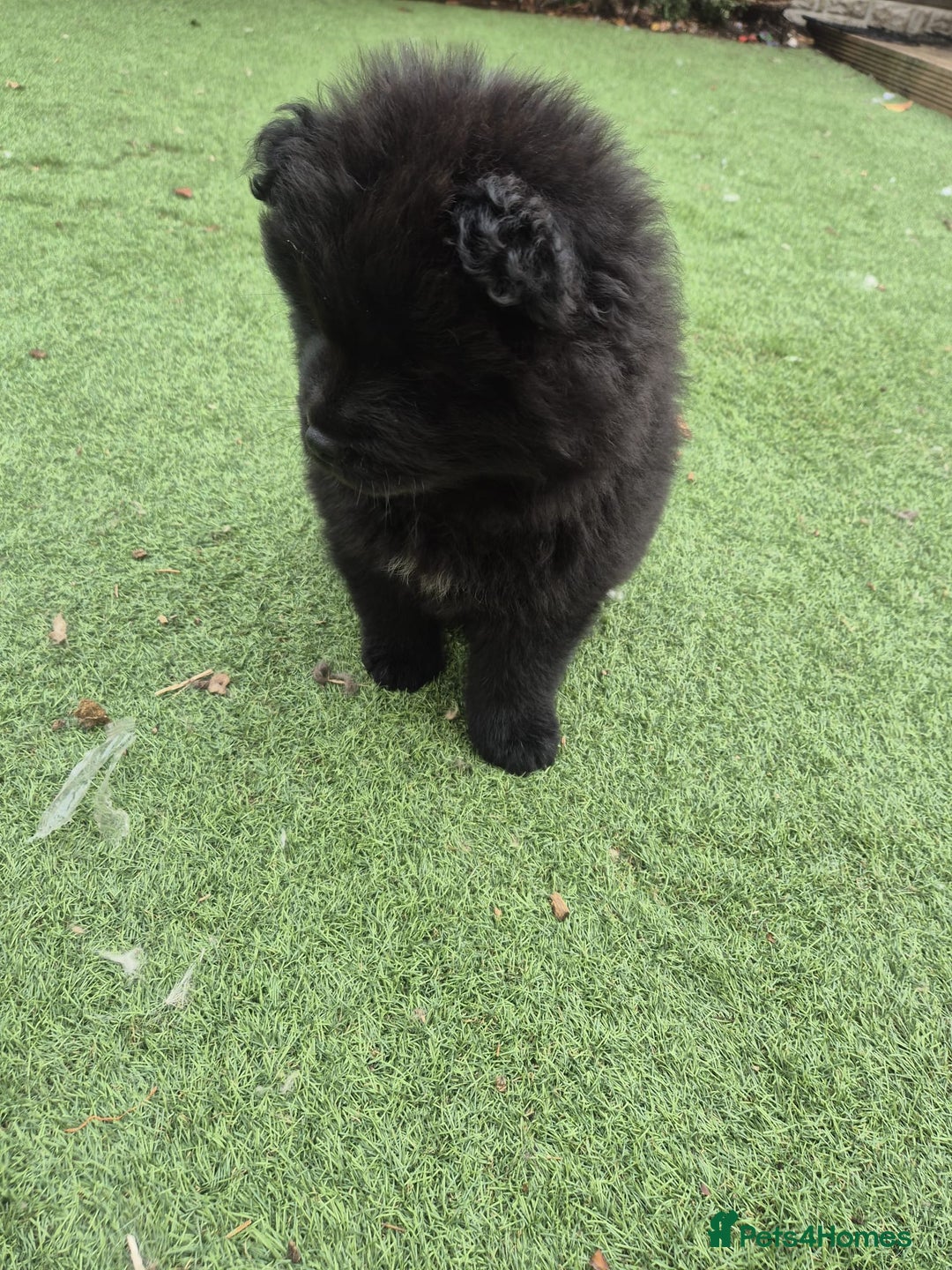Chow Chow dogs for sale: 🩷🩵ONLY THREE GIRL chow chows left ready to go🩵 - Image 36
