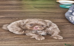 Shih Tzu dogs for sale: Cute Imperial Shih tzu puppies for sale - Image 1