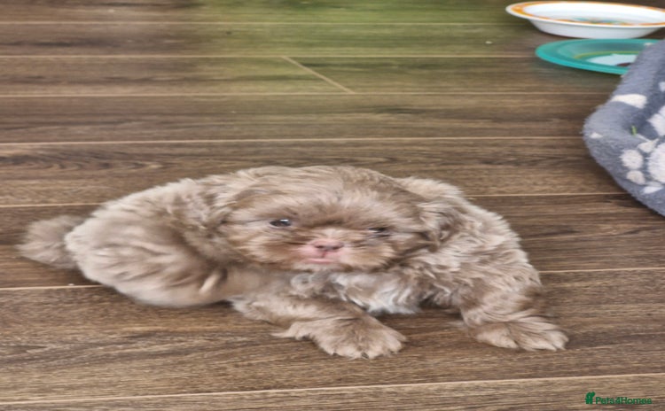 Shih Tzu dogs - Advert 1