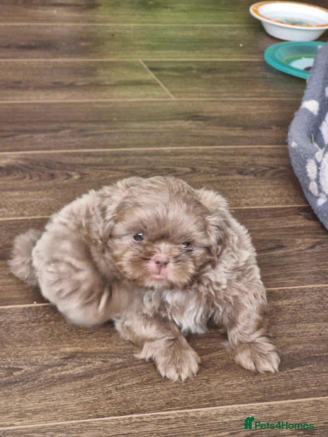 Shih Tzu dogs for sale: Cute Imperial Shih tzu puppies for sale - Image 1