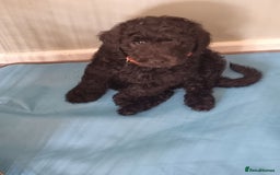 Goldendoodle dogs for sale: 🐾READY TO LEAVE🐾Standard goldendoodle - Image 1