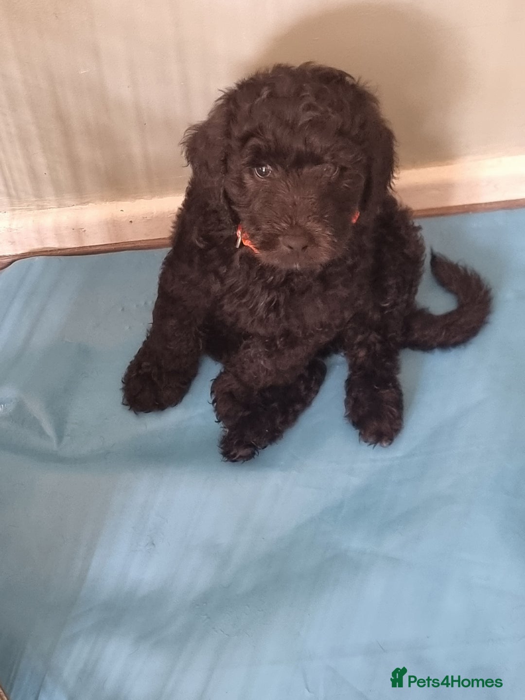Goldendoodle dogs for sale: 🐾READY TO LEAVE🐾Standard goldendoodle - Image 1