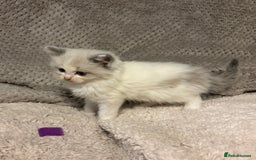 Ragdoll cats for sale: Ragdoll Kittens - Advert 14
