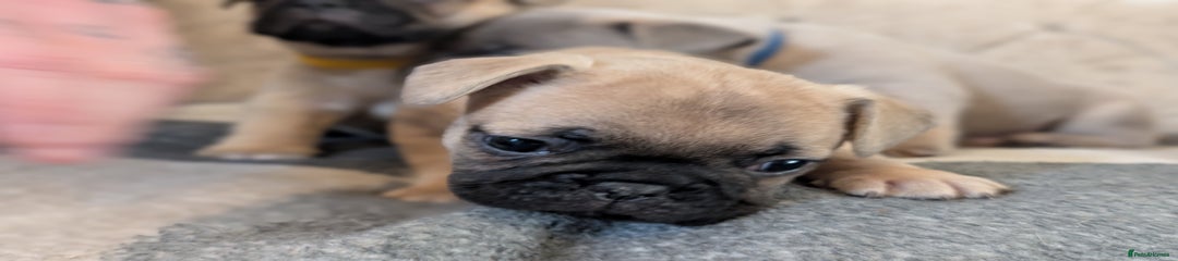 French Bulldog Puppy 4