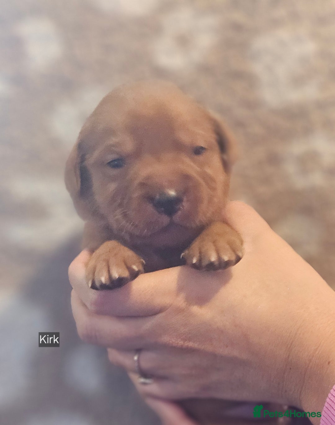 Labrador Retriever dogs for sale: KC Fox Red Labrador Puppys - Advert 28