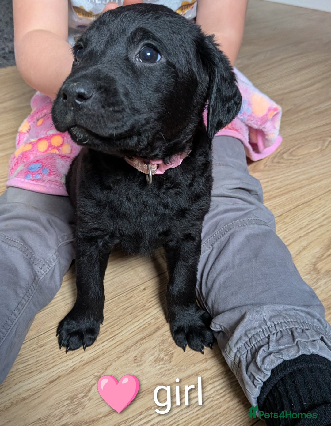 Labrador Retriever dogs for sale: Labrador puppies - Advert 2