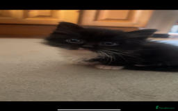 Ragdoll cats for sale: Ragdoll mix kittens - Image 4