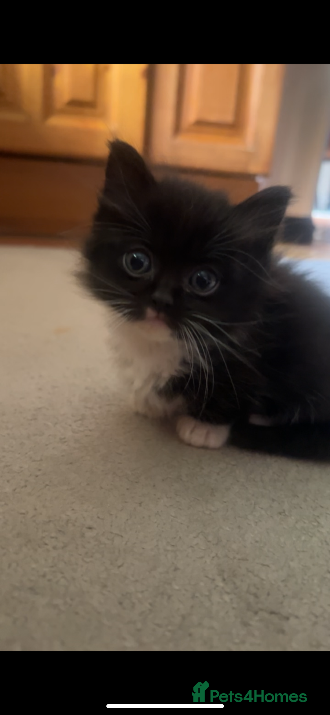 Ragdoll cats for sale: Ragdoll mix kittens - Image 4