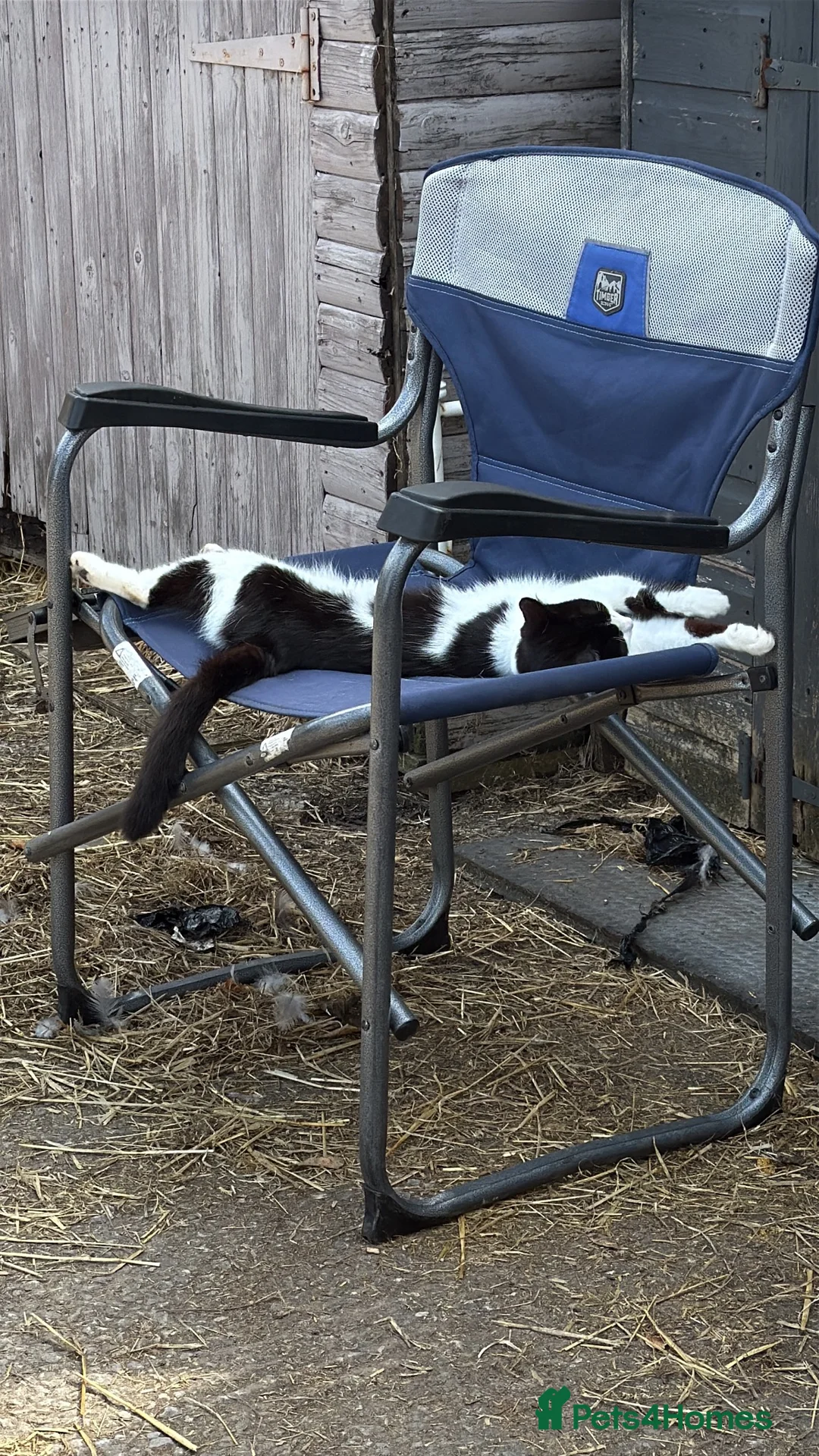 Mixed Breed cats for sale: Black and white Spayed girl cat for sale  - Advert 2