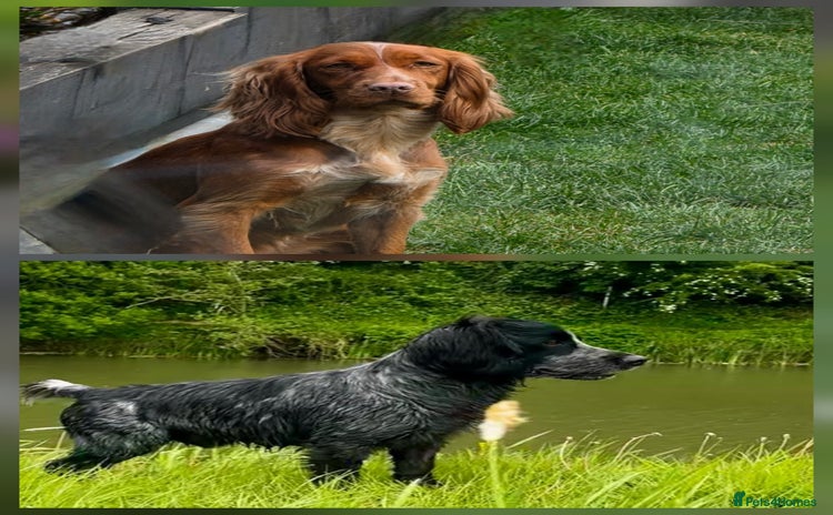 Cocker Spaniel dogs - Advert 6