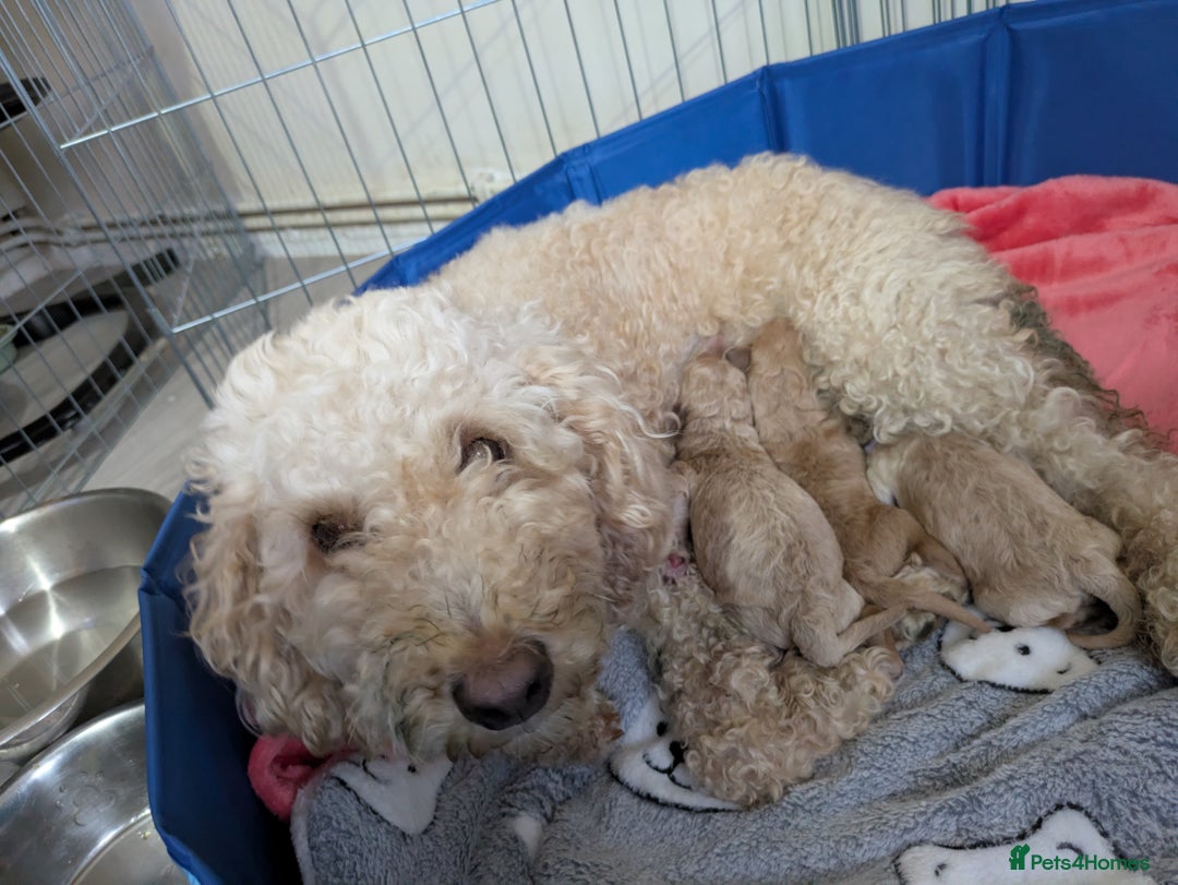 Labradoodle dogs for sale: Stunning F1B mini labradoodles  - Image 3
