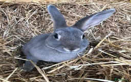 Rex rabbits for sale: Beautiful Purebred Velvet Mini Rex babies  - Image 24
