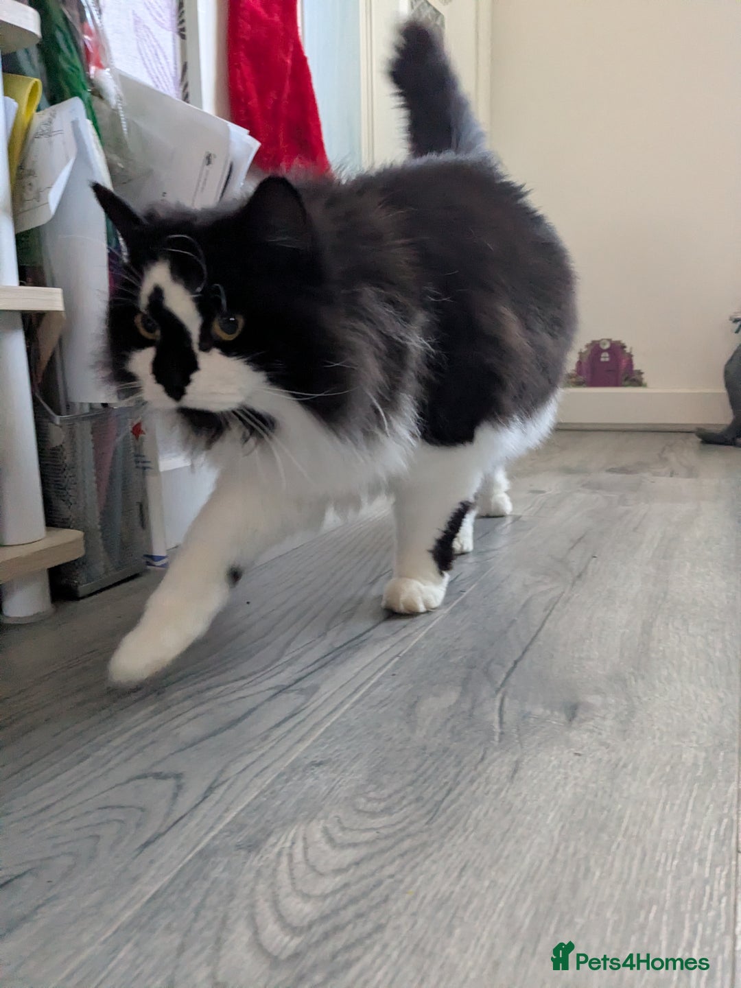 British Longhair cats for sale: Lovely Spayed 8yr old female - Advert 5