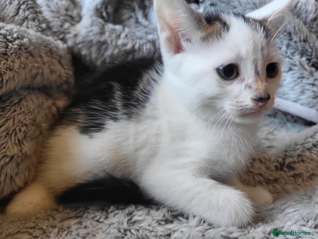 Mixed Breed cats for sale: 4 beautiful little kittens  - Image 17